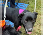 Lilli - Female Aussiedor Dog for Adoption - Small photo