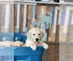 Small Photo #5 Golden Retriever Puppy For Sale in WESLEY CHAPEL, FL, USA