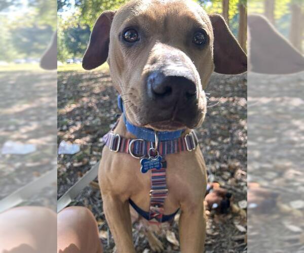 Medium Photo #2 Labrador Retriever Puppy For Sale in Louisville, KY, USA