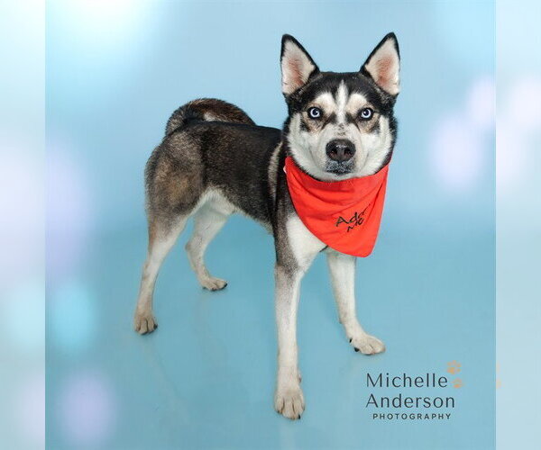 Medium Photo #1 Siberian Husky Puppy For Sale in Corona, CA, USA
