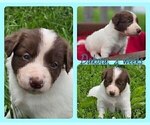 Small #5 Border Collie