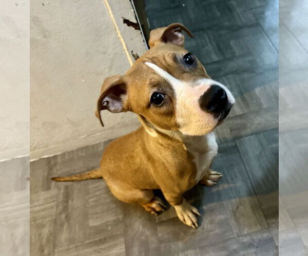Medium Photo #2 American Pit Bull Terrier-Bulldog Mix Puppy For Sale in Staten Island, NY, USA