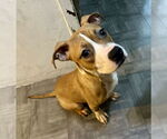Small #1 American Pit Bull Terrier-Bulldog Mix