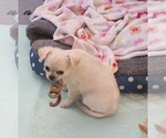 Small Photo #2 Chihuahua Puppy For Sale in RANCHO CUCAMONGA, CA, USA