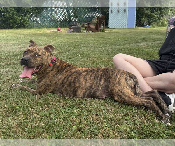 Medium Photo #32 Mutt Puppy For Sale in Wenonah, NJ, USA