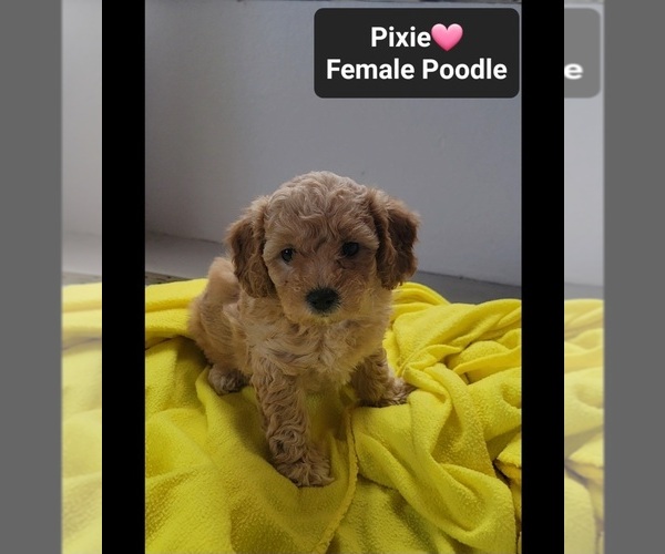 Medium Photo #3 Poodle (Toy) Puppy For Sale in TUCSON, AZ, USA