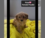 Small #2 Poodle (Toy)