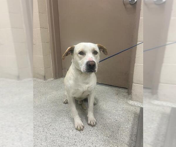 Medium Photo #1 American Pit Bull Terrier-Unknown Mix Puppy For Sale in Conroe, TX, USA