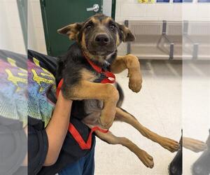 German Shepherd Dog Dogs for adoption in Woodland, CA, USA