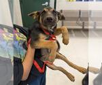 Small German Shepherd Dog