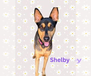 Medium Australian Kelpie-Doberman Pinscher Mix