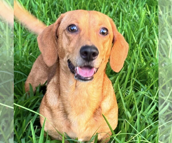 Medium Photo #1 Dachshund-Unknown Mix Puppy For Sale in Oakhurst, NJ, USA