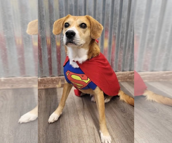 Medium Photo #15 Beagle-Unknown Mix Puppy For Sale in Germantown, OH, USA
