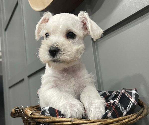 Full screen Photo #2 Schnauzer (Miniature) Puppy For Sale in FAIRFIELD, CA, USA