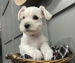 Small Photo #2 Schnauzer (Miniature) Puppy For Sale in FAIRFIELD, CA, USA