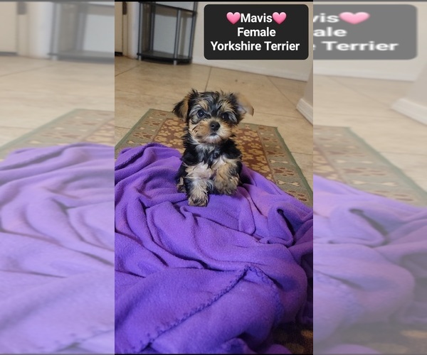 Medium Photo #2 Yorkshire Terrier Puppy For Sale in TUCSON, AZ, USA