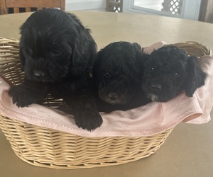 Cavapoo Puppy for Sale in KALONA, Iowa USA