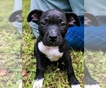 Small #1 Staffordshire Bull Terrier