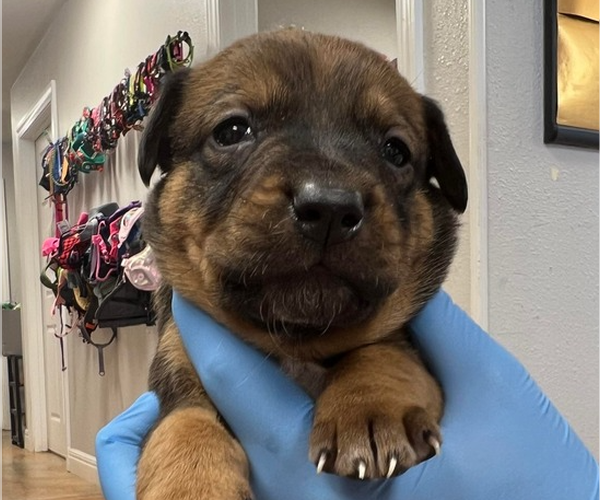 Medium Photo #1 Labrador Retriever-Unknown Mix Puppy For Sale in Bolivar, MO, USA