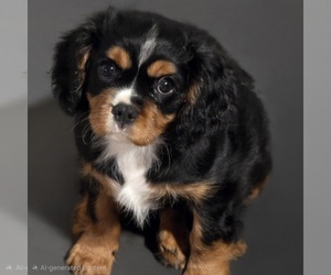 Cavalier King Charles Spaniel Puppy for sale in LAURENS, SC, USA