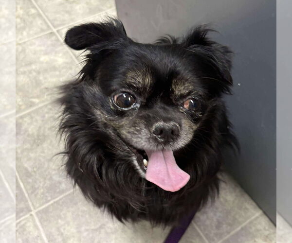 Medium Photo #3 Chihuahua-Tibetan Spaniel Mix Puppy For Sale in Rustburg, VA, USA