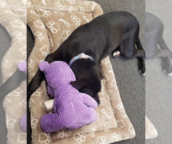 Medium Photo #32 Labrador Retriever Puppy For Sale in Brewster, NY, USA