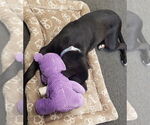 Small #31 Labrador Retriever