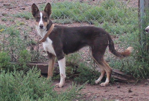Medium Photo #1 Border Collie Puppy For Sale in ALAMOGORDO, NM, USA