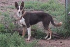 Small Photo #1 Border Collie Puppy For Sale in ALAMOGORDO, NM, USA
