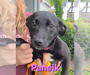 Huskies -Labrador Retriever Mix Dogs for adoption in McDonough, GA, USA