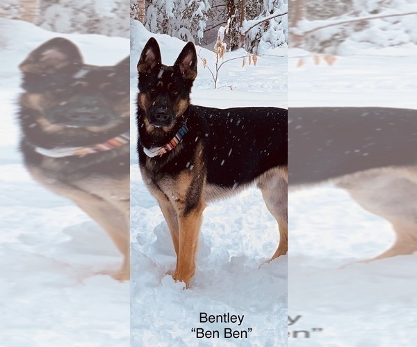 Medium Photo #16 German Shepherd Dog Puppy For Sale in PERKINSVILLE, VT, USA