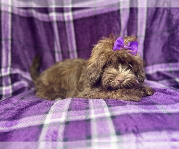 Medium Photo #2 ShihPoo Puppy For Sale in LAKELAND, FL, USA