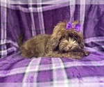 Small #1 ShihPoo