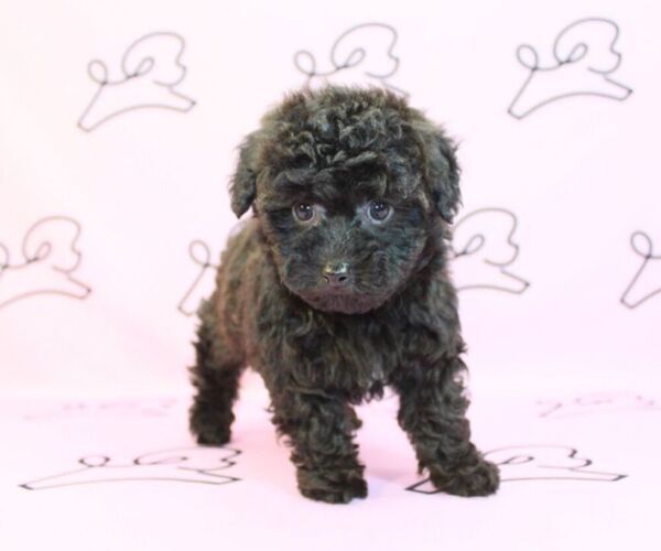 Medium Photo #2 Poodle (Miniature) Puppy For Sale in LAS VEGAS, NV, USA