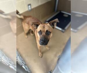Black Mouth Cur-Unknown Mix Dogs for adoption in Chula Vista, CA, USA