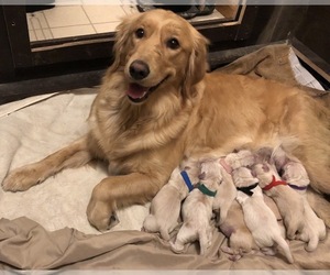 Mother of the Golden Retriever puppies born on 08/20/2022
