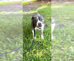 Small #13 Staffordshire Bull Terrier