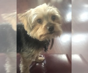 Father of the Yorkshire Terrier puppies born on 05/27/2019