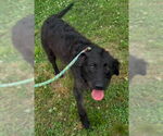 Small #5 Miniature Labradoodle