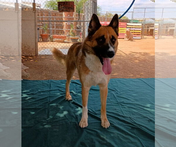 Medium Photo #1 Siberian Husky Puppy For Sale in Apple Valley, CA, USA