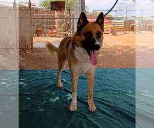 Siberian Husky Dogs for adoption in Apple Valley, CA, USA