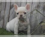 Small #1 French Bulldog