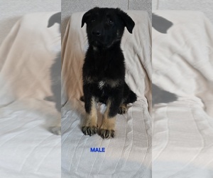 German Shepherd Dog Puppy for sale in MOUNTAIN GROVE, MO, USA
