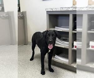 Labrador Retriever-Unknown Mix Dogs for adoption in Pasadena, TX, USA