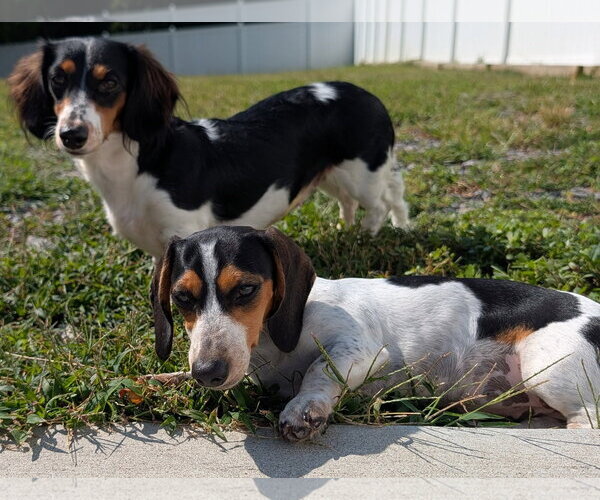 Medium Photo #2 Dachshund Puppy For Sale in Shelbyville, TN, USA