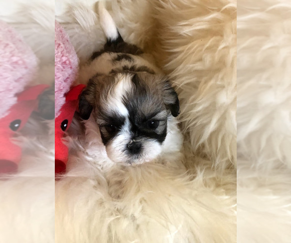 Medium Photo #1 Shih Tzu-Zuchon Mix Puppy For Sale in MOUNT VERNON, IA, USA