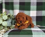 Small Photo #10 Poodle (Toy) Puppy For Sale in KINZERS, PA, USA