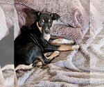 Small #6 Rat Terrier Mix