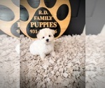 Small #4 Maltipoo (Toy)