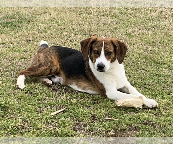 Medium Photo #1 Beagle-Unknown Mix Puppy For Sale in Boston, MA, USA